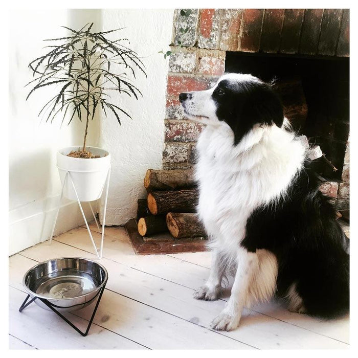 Bendo Luxe Woof Dog Bowl - Chrome & Black | Koop.co.nz