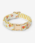 White Watercolor Citrus Collar