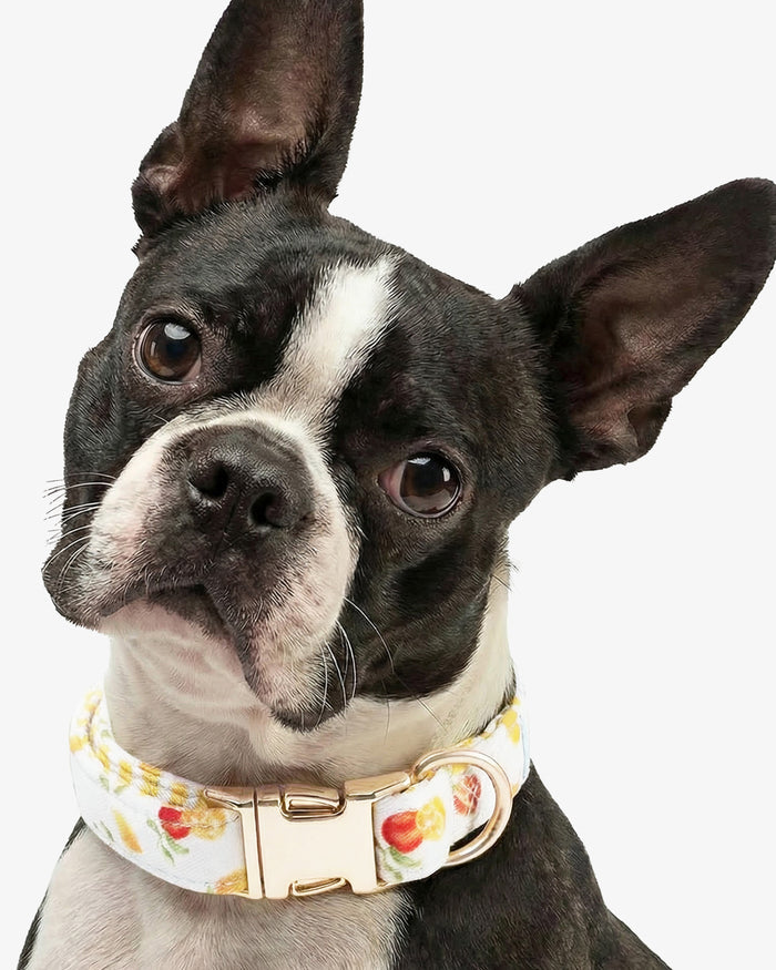 White Watercolor Citrus Collar